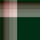 glossy foliage in the rose bed